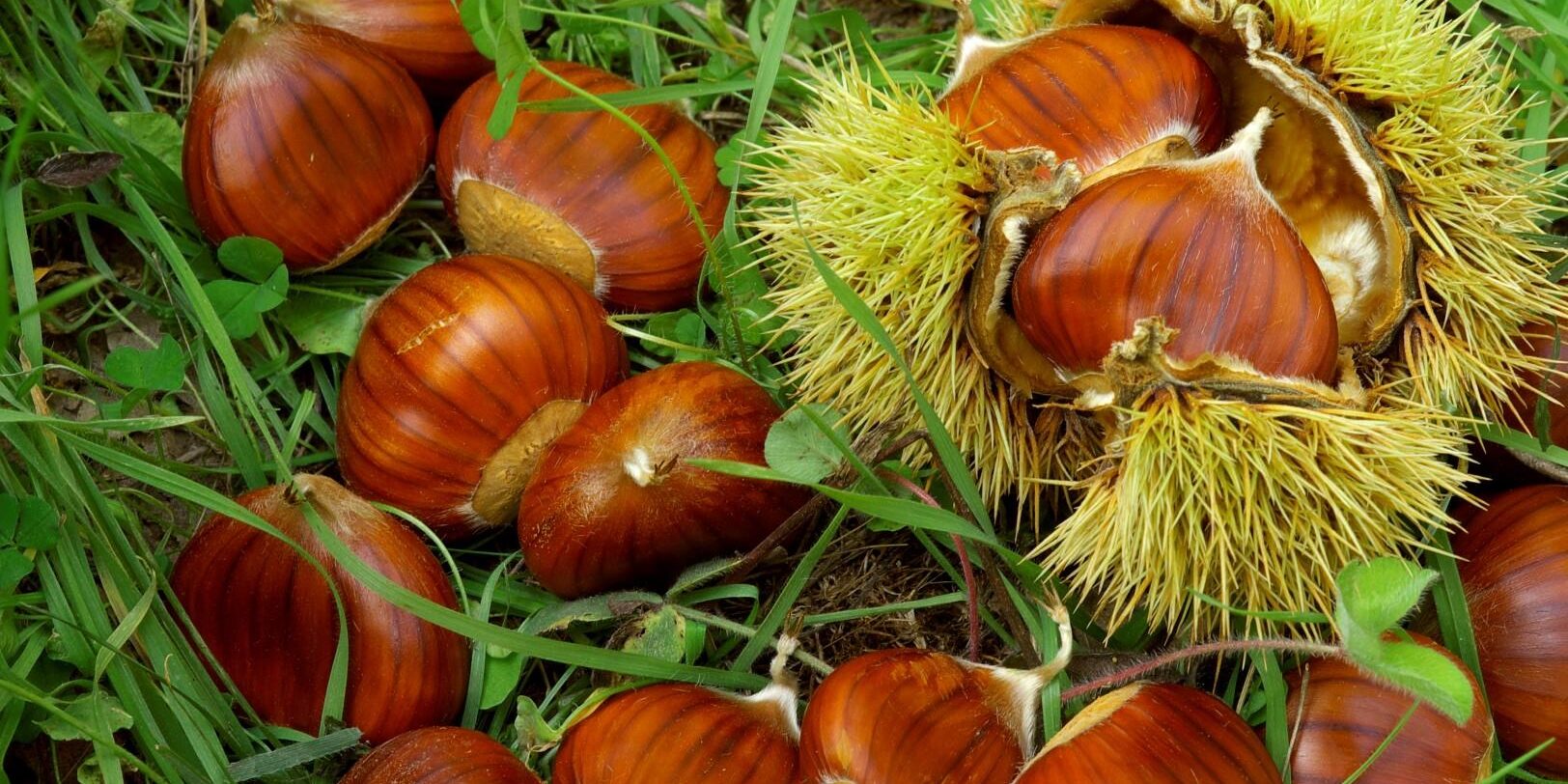 Castagne