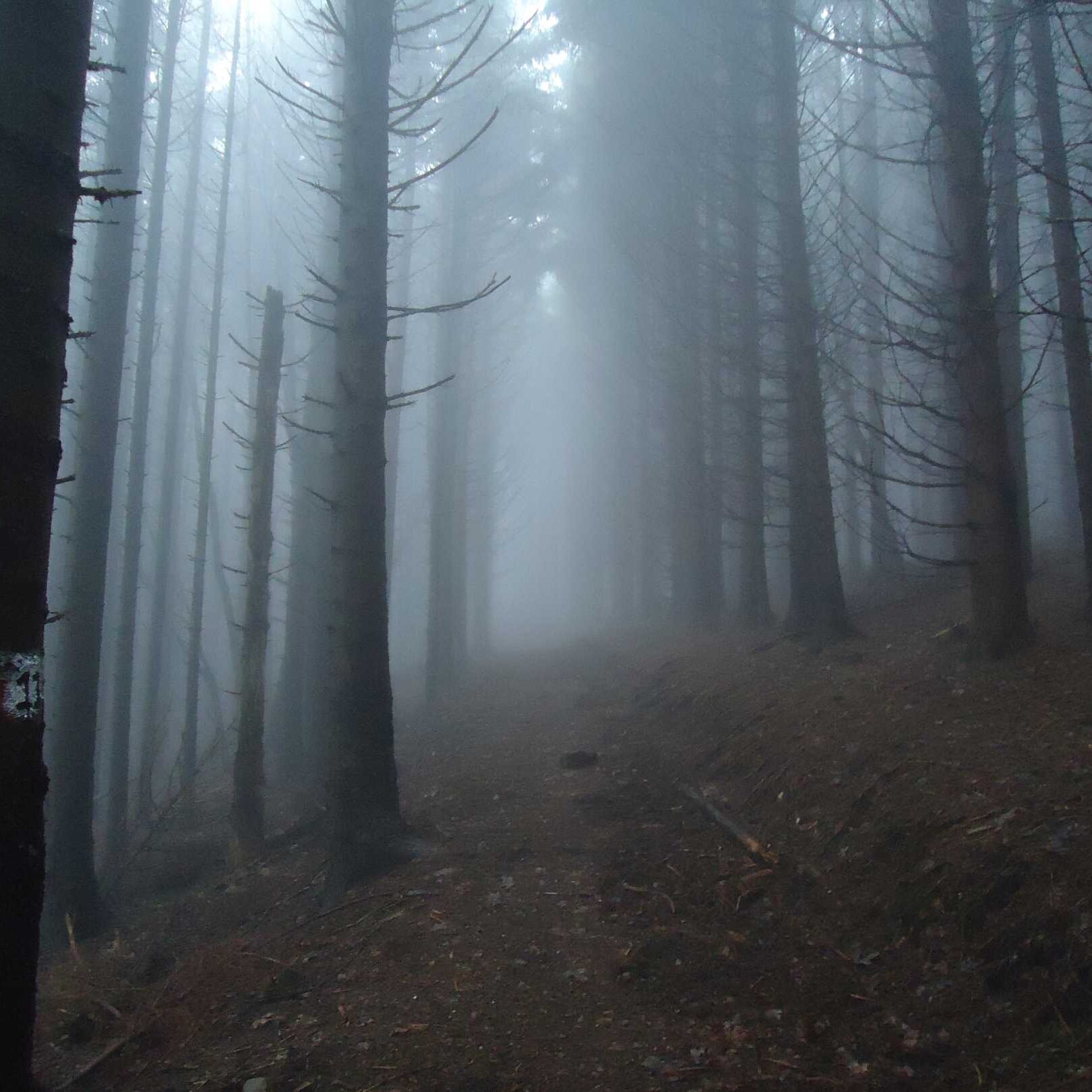 Nebbia nel bosco